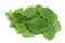 Melissa, lemon balm, Melissa officinalis