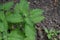 Melissa officinalis. Perennial essential oil herb. Green leaves. Nice