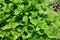 Melisse healthy herb
