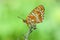 Melitaea arduinna, The Freyer`s fritillary butterfly