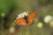 Melitaea arduinna , Freyer`s fritillary butterfly