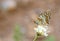 Melitaea arduinna, The Freyer`s fritillary butterfly