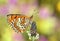 Melitaea arduinna, The Freyer`s fritillary butterfly , butterflies of Iran