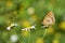Melitaea arduinna , The Freyer`s fritillary butterfly , butterflies of Iran