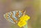 Melitaea arduinna , The Freyer`s fritillary butterfly , butterflies of Iran