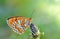 Melitaea arduinna , The Freyer`s fritillary butterfly , butterflies of Iran