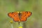 Melitaea arduinna , Freyer`s fritillary butterfly on flower