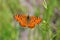Melitaea arduinna , Freyer`s fritillary butterfly on flower
