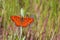 Melitaea arduinna , Freyer`s fritillary butterfly in grasses