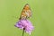 Melitaea butterfly