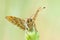 Melitaea butterfly