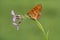 Melitaea butterfly on a flower in the early morning is waiting for dawn