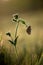 Melitaea butterfly on a wild flower in the early morning is waiting for dawn in a forest glade