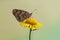 Melitaea butterfly on a yellow flower in the morning dries its wings from dew