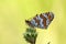 Melitaea cinxia , the Glanville fritillary butterfly on flower