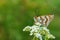 Melitaea cinxia , the Glanville fritillary butterfly on flower