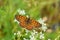 Melitaea cinxia , the Glanville fritillary butterfly on flower