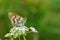 Melitaea cinxia , the Glanville fritillary butterfly on flower