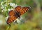 Melitaea cinxia , the Glanville fritillary butterfly on flower