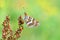 Melitaea cinxia , the Glanville fritillary butterfly on flower , butterflies of Iran