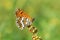 Melitaea cinxia , The Glanville fritillary butterfly in nature