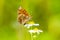 Melitaea deione provenÃ§al fritillary butterfly