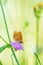 Melitaea didyma, red-band fritillary or spotted fritillary butterfly