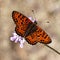 Melitaea didyma, Spotted fritillary or Red-band fritillary