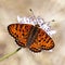 Melitaea didyma, Spotted fritillary or Red-band fritillary (male)