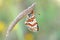 Melitaea interrupta , the Caucasian Spotted Fritillary butterfly