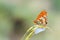 Melitaea interrupta , the Caucasian Spotted Fritillary butterfly