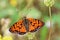 Melitaea interrupta , the Caucasian Spotted Fritillary butterfly