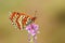 Melitaea interrupta , The Caucasian Spotted Fritillary butterfly , butterflies of Iran