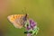 Melitaea saxatilis butterfly endemic to Iran , butterflies of Iran
