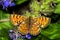 Melitaea trivia / lesser spotted fritillary, femal