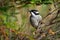 Melithreptus validirostris - Strong-billed Honeyeater sitting on the branch in the forrest os Australia