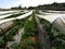 MELLIEHA, MALTA - Apr 03, 2014: Rows of fruits such as strawberries being grown on irrigated farmland in Malta