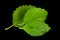 Mellisa lemon balm leaf