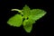 Mellisa lemon balm leaf