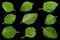 Mellisa lemon balm leaf collection