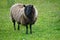 Mellon Udrigle, Scotland: A Shetland sheep on a farm on the west coast of Scotland