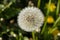 Mellow dandelion or lionÂ´s tooth, pappus