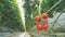 Mellow ripe tomatoes in a greenhouse.