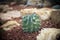Melocactus, cactus in garden has a brown stone around, Cacti, Cactaceae, Succulent, Tree, Drought tolerant plant.