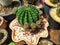 Melocactus deinacanthus cactus  garden  in thailand watercolor desert flowers