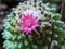 Melocactus deinacanthus cactus  garden  in thailand watercolor desert flowers