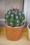 Melocactus in flower pot
