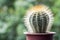 Melocactus harlowii perezassoi cactus in pot