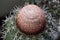 Melocactus matanzanus with Cephalium