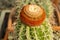 Melocactus matanzanus tropical exotic evergreen cactus with a bright brown red cap in a square pot.